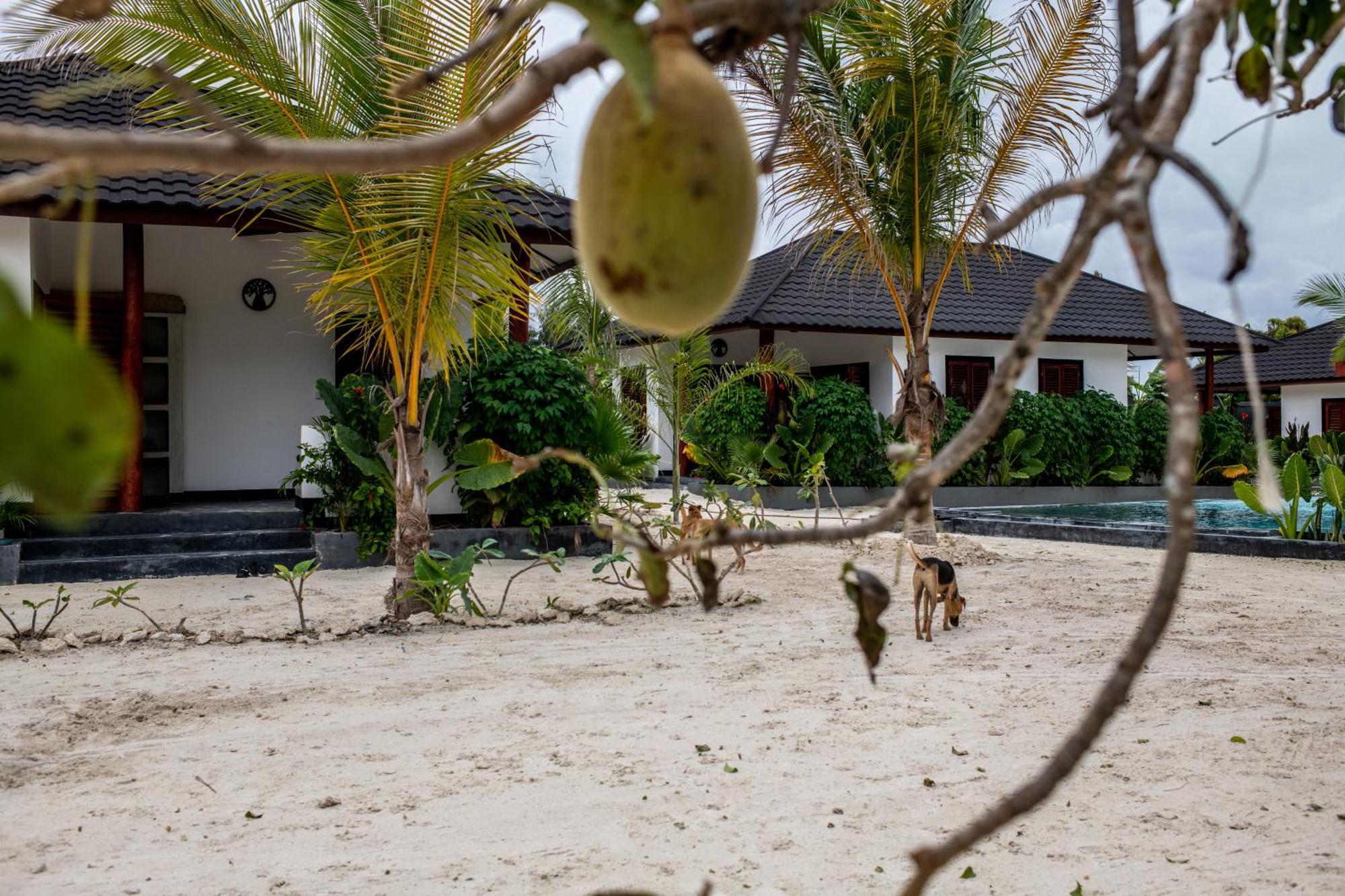 Baobab Bungalows Jambiani  Ngoại thất bức ảnh